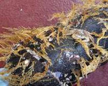 Shells to surfboards: how wildlife has adapted to plastic