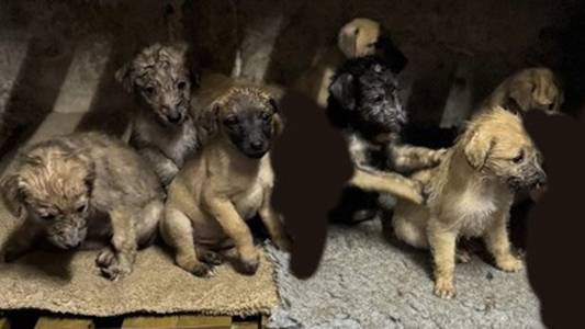 Family 'devastated' as seven puppies stolen days after Christmas