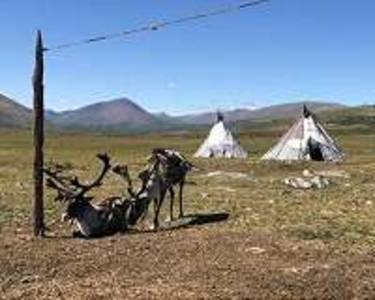 On the Mongolian steppe, climate change pushes herders to the brink