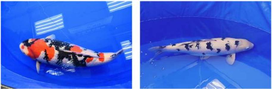 Swimming Jewels Nishikigoi - Niigata-bred Koi Wins Top Prize at Global Beauty Competition