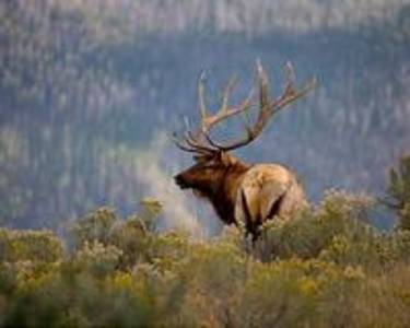 Elk could return to UK after 3,000 years as plan wins funding