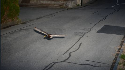 Flying duck caught on speed camera could be repeat offender