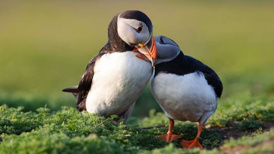 New law to tackle 'nature emergency' in Wales - where 'one in six species at risk of extinction'