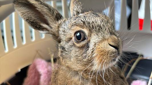 'Miracle' baby hare delivered using penknife in dramatic roadside birth