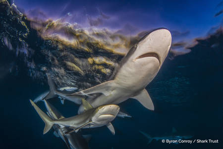 17 fascinating images from the 2025 Shark Photographer of the Year awards