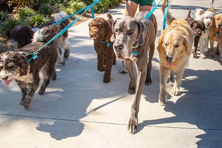 'I'm a vet and there's four things you must know before getting most popular UK dog breed'