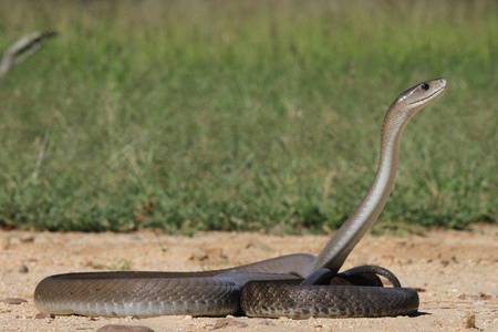 News24 | Scale of the problem: How black mambas are helping humans sniff out toxic metal pollution